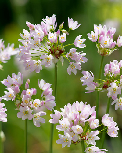 Allium roseum.jpg
